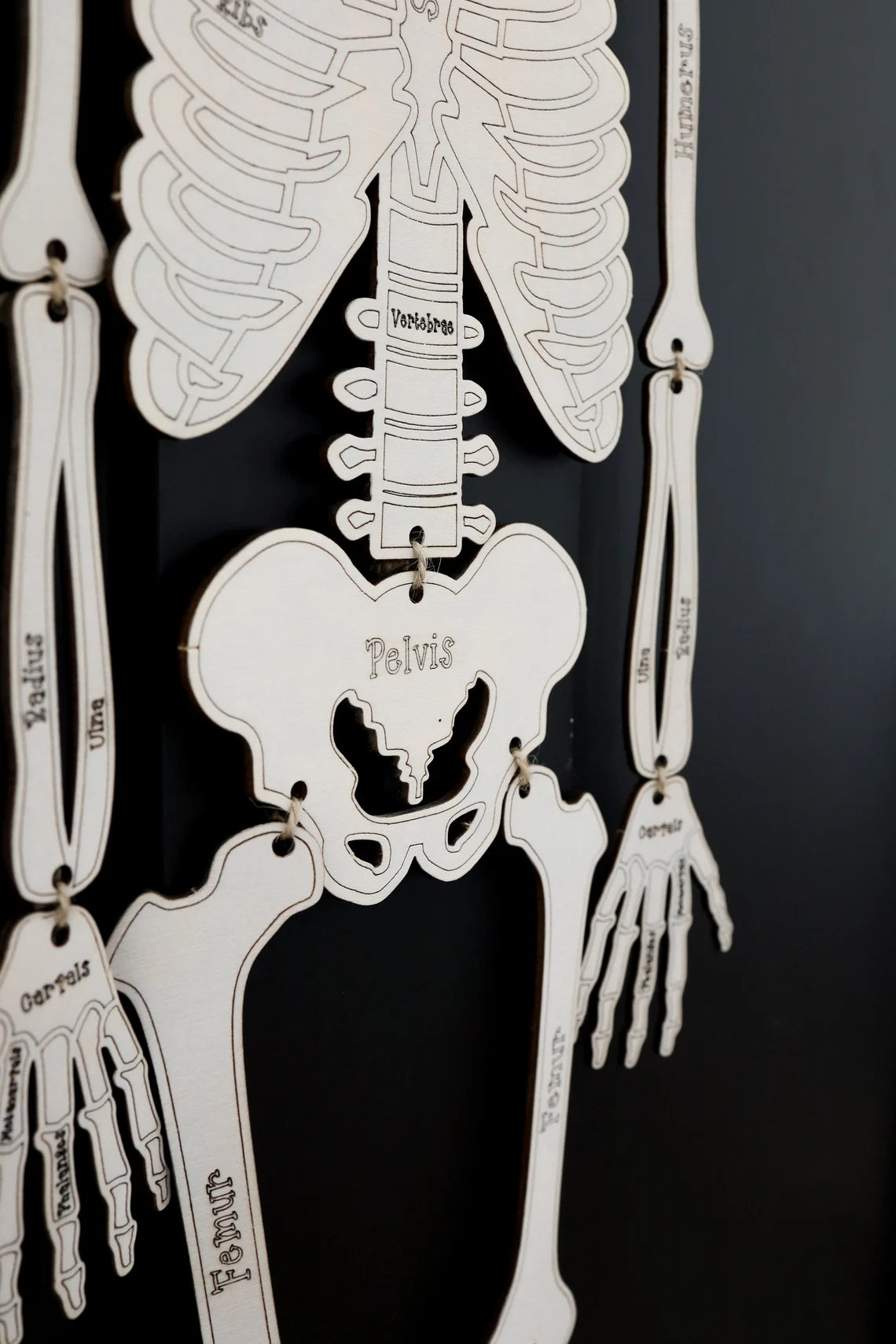 DIY Build your own Skeleton